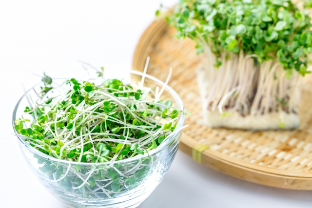 アブラナ科の野菜は食べたほうが良い最強の野菜